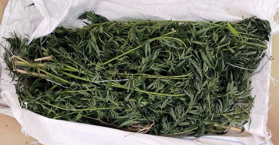 Policijski službenici Uprave policije MUP TK-a oduzeli oko 23 kilograma “Marihuane”, lišeno slobode jedno lice